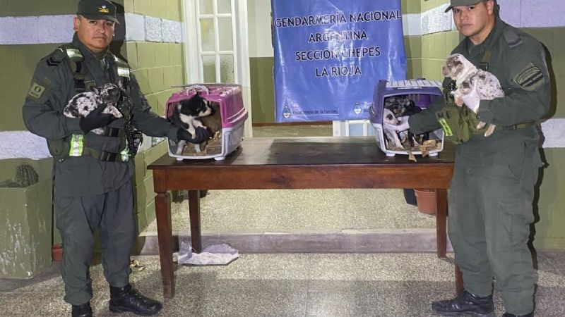 Rescataron a 8 cachorros y detuvieron a un hombre por maltrato animal