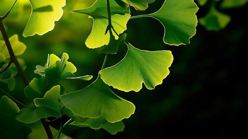 La planta que mejora la memoria y ayuda a prevenir el envejecimiento cerebral