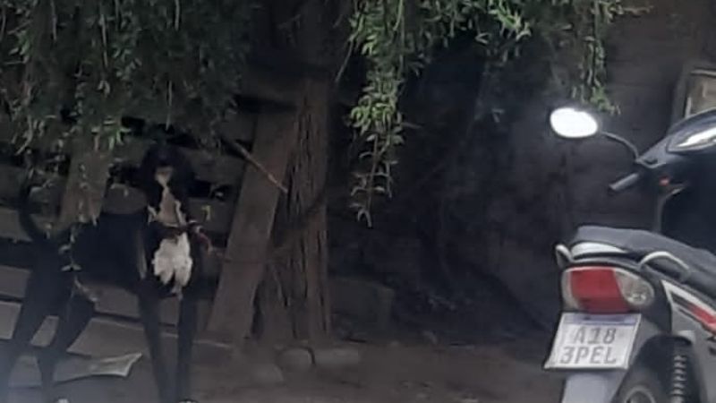 Denuncian brutal maltrato animal y la Justicia de Catamarca aún no actúa