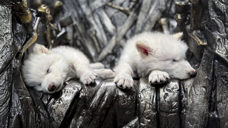 Científicos reviven al lobo terrible tras 10.000 años extinto usando ADN fósil