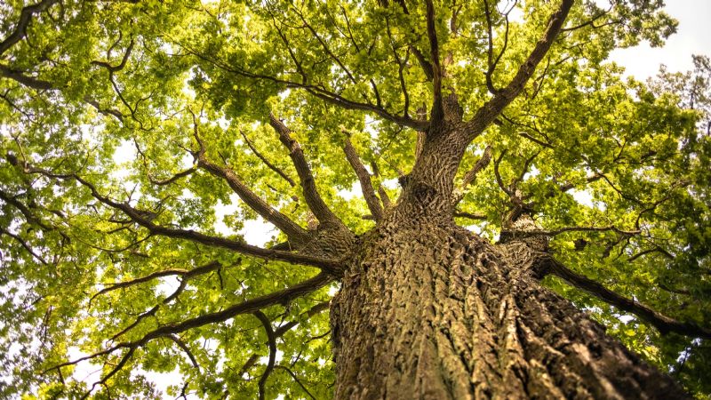 Cómo pedir tu árbol con el Plan Forestal 2030