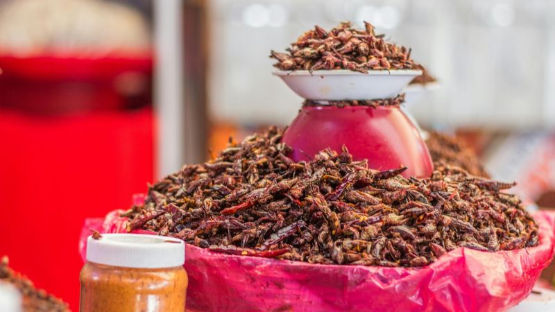 España inaugura su primera fábrica de Harina de grillos