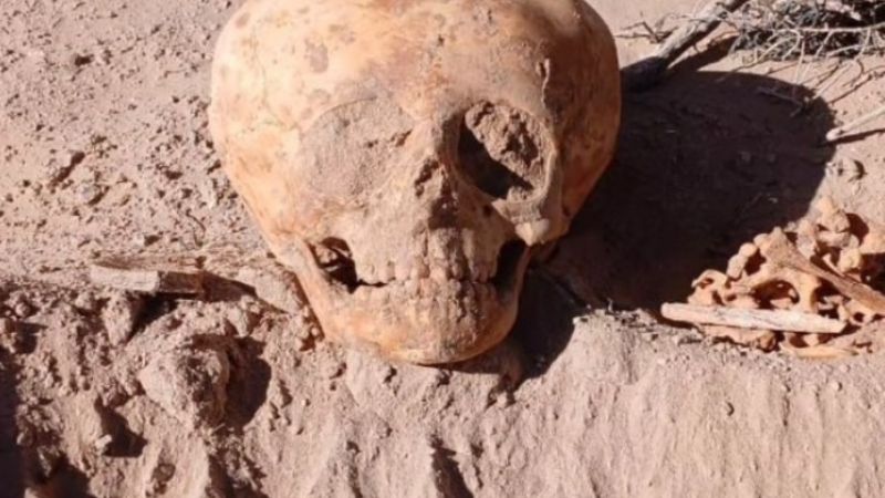 Hallan un cráneo de inusual forma, tipo humanoide