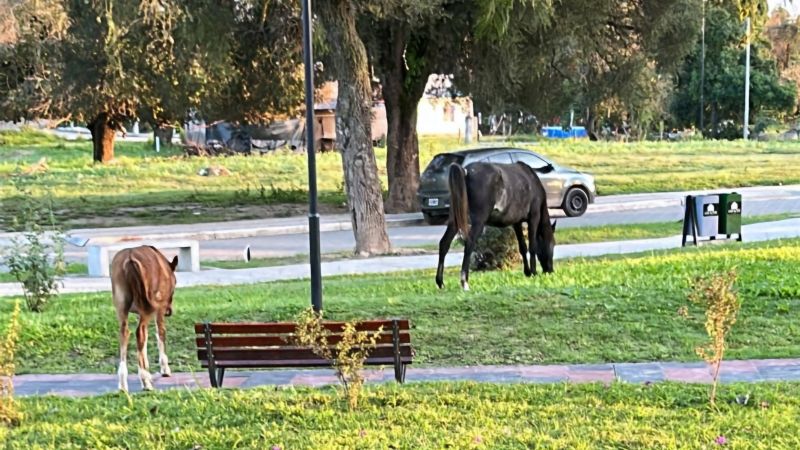 Los Altos: prohíben caballos sueltos en zona urbana