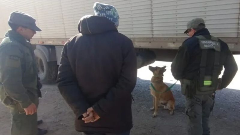 Perro antinarcóticos halló 40 kilos de pasta base en un camión