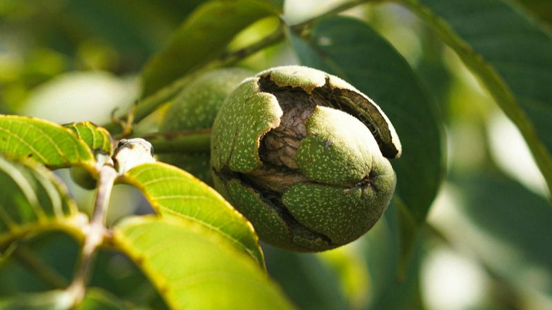 La UNCA organiza jornada de Sanidad del Nogal