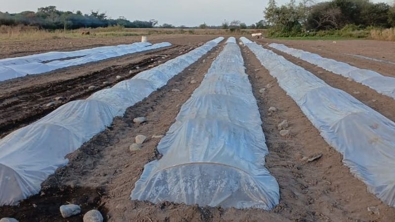 Se efectivizó el pago del Plan de Lanzamiento de Campaña de Almácigos