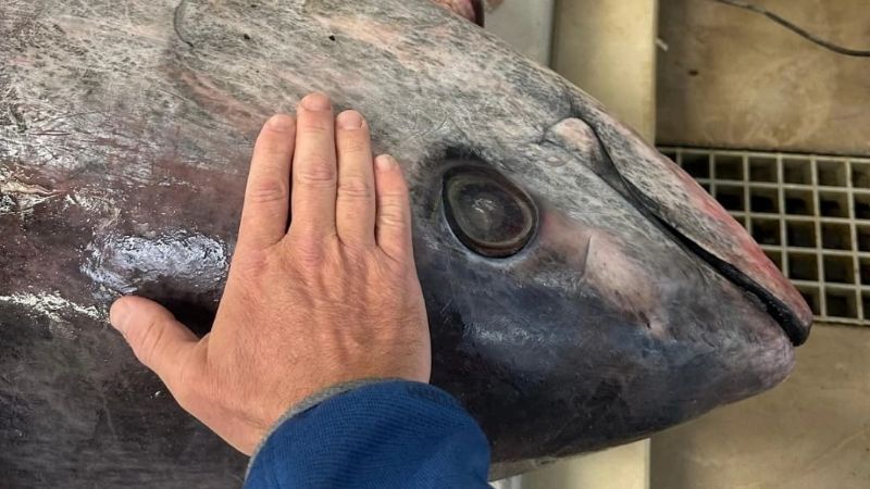 Capturan atún de aleta amarilla de 165 kilos, un gigante del mar