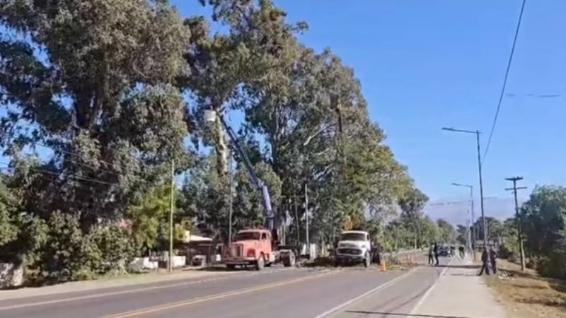 Otra vez se cayó un árbol y de milagro no golpeó a nadie