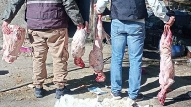 Incautan animales faenados vinculados a un robo