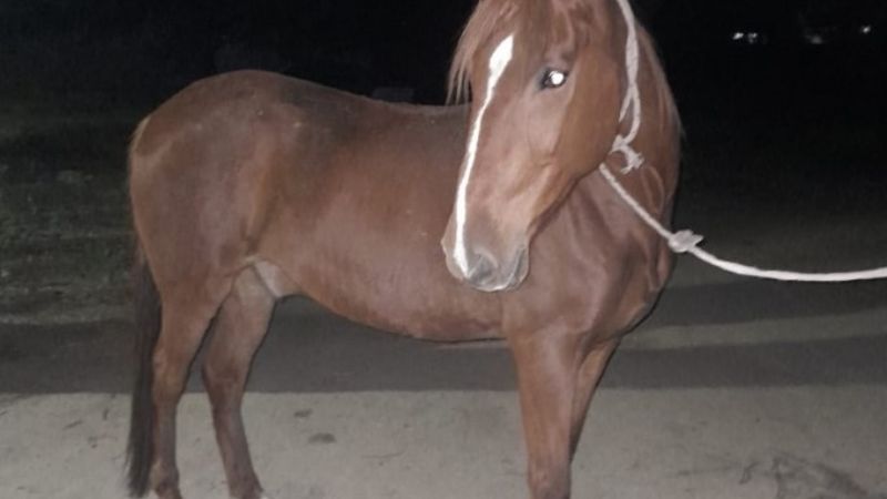 Recuperan caballo robado en un descampado de Valle Viejo