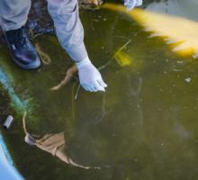 Salud reporta nuevos casos de chikungunya en la provincia