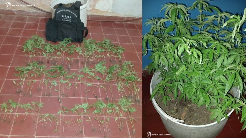 Secuestraron más de 70 plantines de Marihuana en Pomán