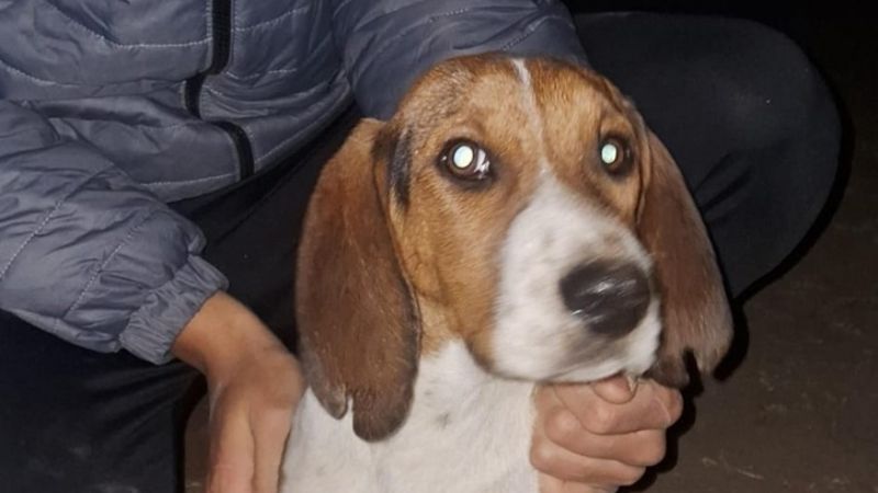 La policía recuperó un perro robado