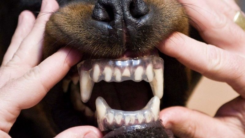 Por primera vez midieron cuánta gente por día sufre mordeduras de perro en el país