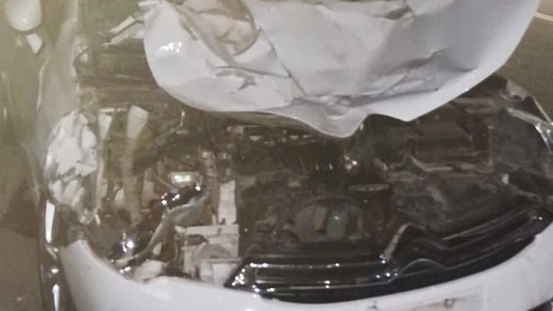 Animales causaron un accidente en la madrugada