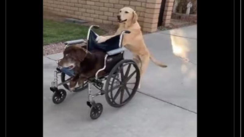 Cargadas a Boca por quedar eliminado