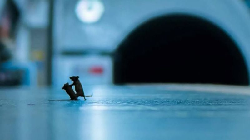 La foto del Metro que cautivó al mundo: ratones luchando por una migaja