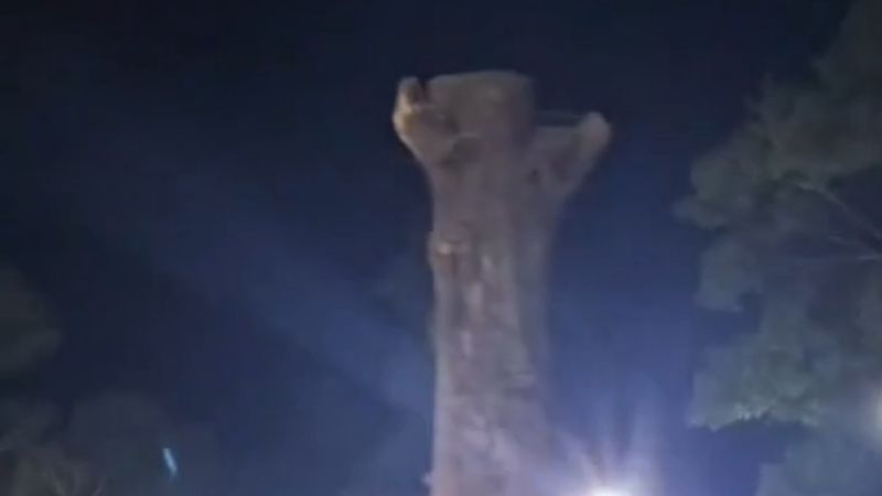 Malestar por tala de árboles en una plaza