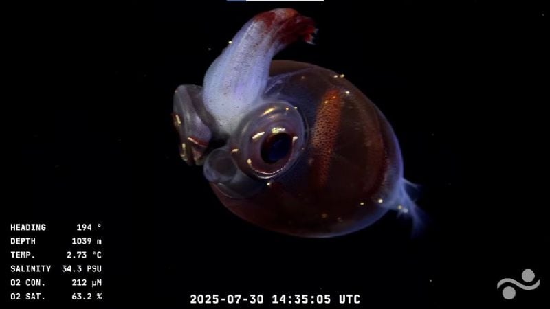 Los increíbles animales marinos que hay en el fondo del mar argentino