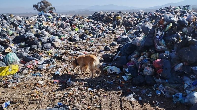 Perros de la policía local participaron de búsqueda de tres hombres en Jujuy