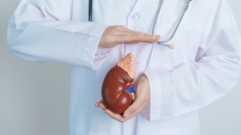 Cuidar los riñones, clave para la salud general