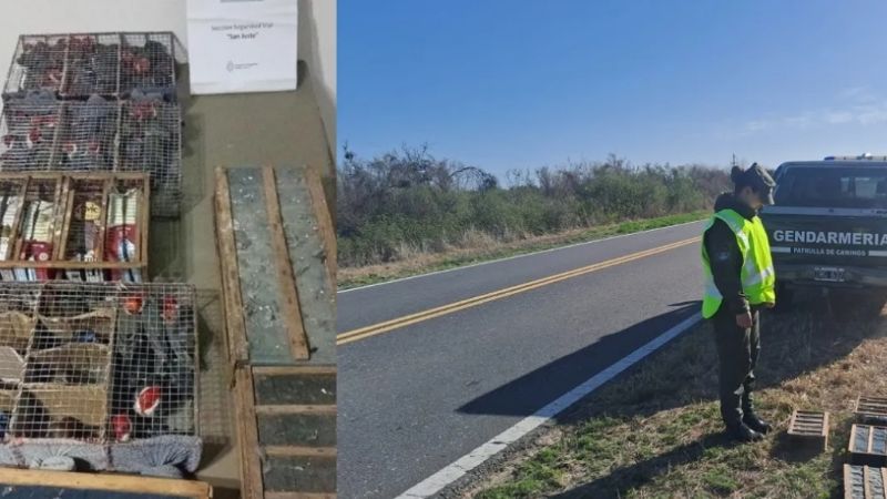 Gendarmería rescató y liberó más de 100 aves silvestres