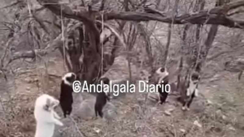 Investigan una matanza masiva de perros