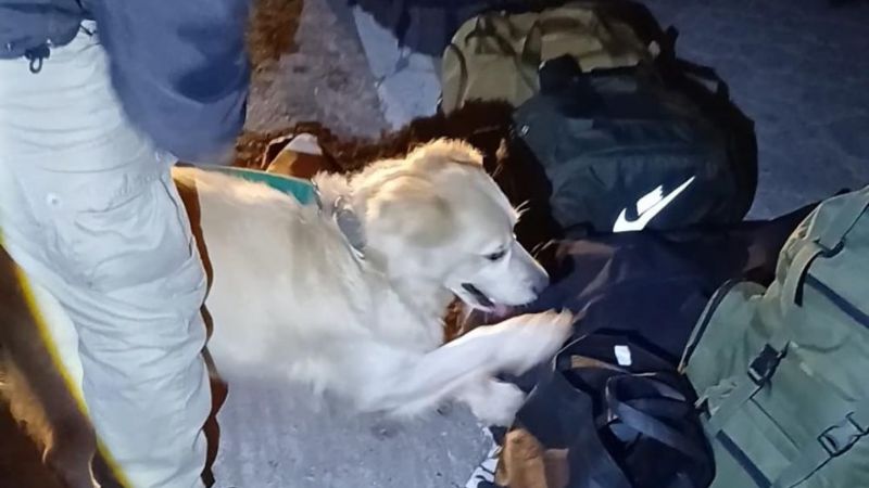 Secuestran más de 5 kilos de Cogollos de Marihuana y detuvieron a una joven mujer