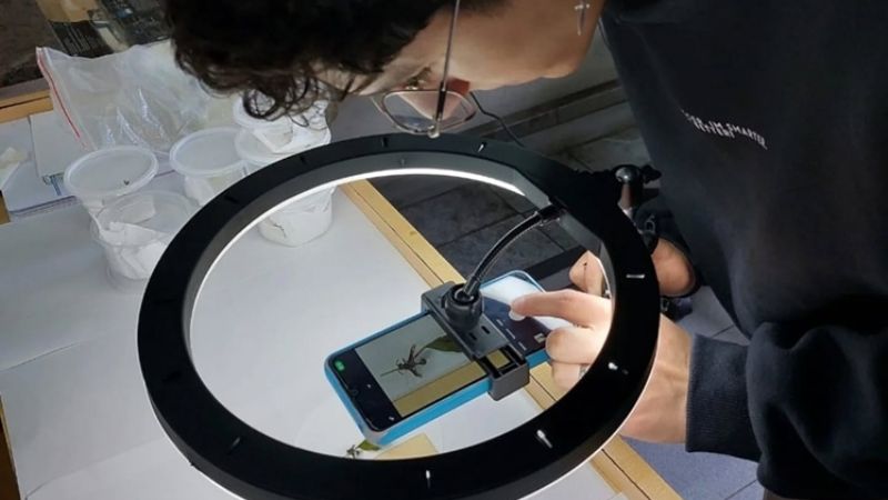 Capacitación en identificación de hongos entomopatógenos