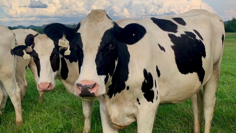 Argentina lidera el crecimiento mundial en producción de leche