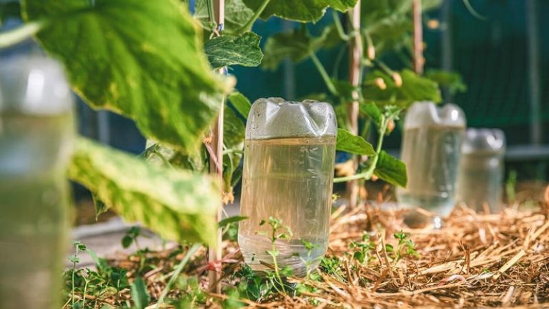 Para qué sirve colocar botellas invertidas en la tierra de las plantas