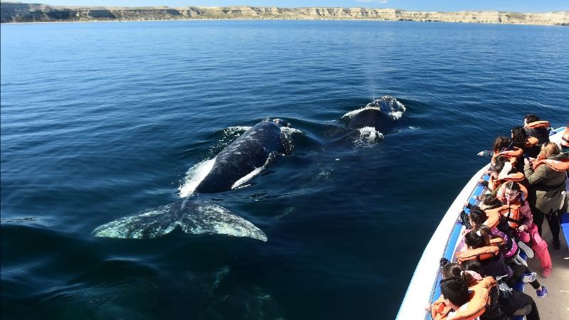 Más de 2.100 ballenas Franca Austral llegaron a la Península Valdés