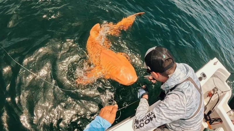 Descubren un tiburón naranja brillante en Costa Rica, un registro inédito