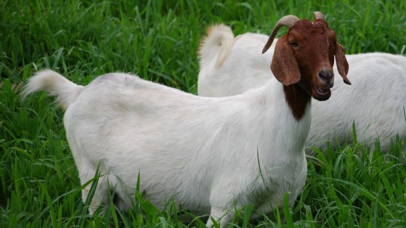 Cuenta regresiva para el 48° Congreso Argentino de Producción Animal