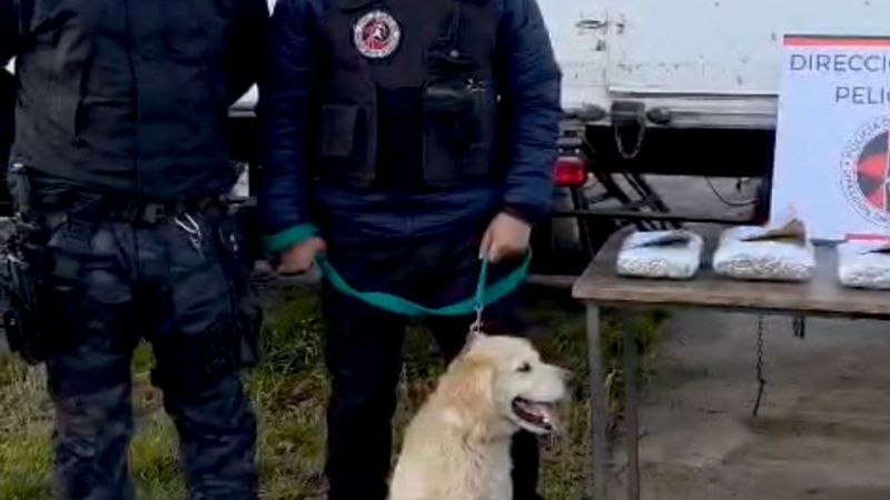 Secuestran más de 5 kilos y medio de Cogollos de Marihuana y detuvieron a una joven mujer