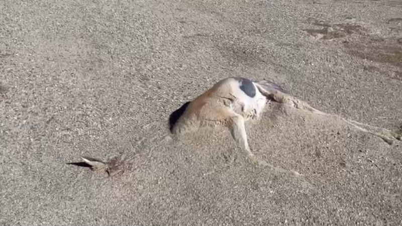 Devastación en Laguna Blanca: 75 casas destruidas y al menos 140 evacuados