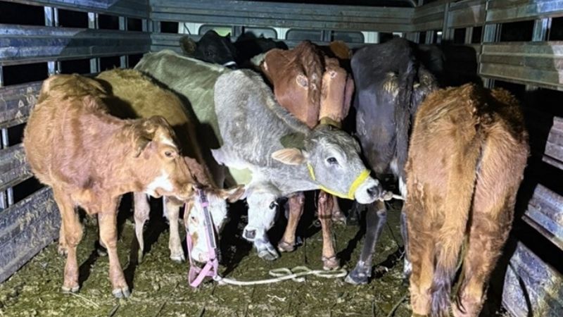 Recuperan 10 vacas robadas