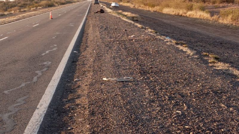 Animal suelto volvió a provocar un accidente