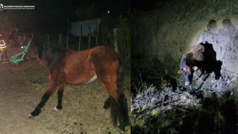 En El Alto, secuestran un caballo y una vaca sueltos en operativos policiales