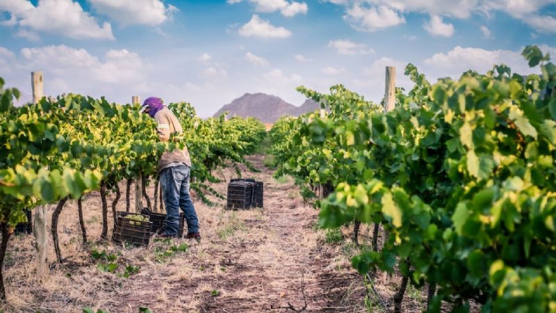 Catamarca fortalece su desarrollo vitivinícola con el Programa Federal