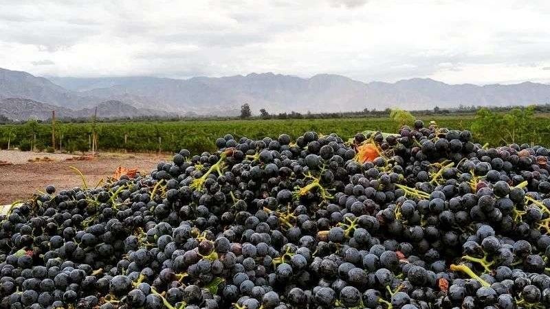 Catamarca fortalece su desarrollo vitivinícola con el Programa Federal