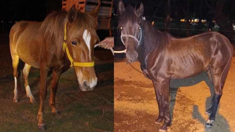 Caballos sueltos provocaron un siniestro vial: una adolescente resultó herida