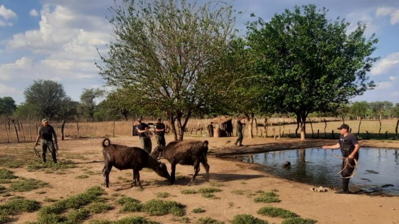 Cuatrero se robó dos bufalos