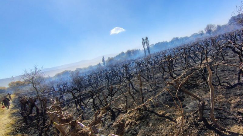 El viento Zonda desató un infierno en Fiambalá: viñedo destruido y una vivienda en ruinas