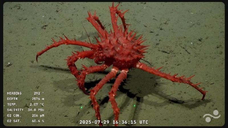 Misión inédita: el CONICET se sumerge en los cañones ocultos del Atlántico Sur