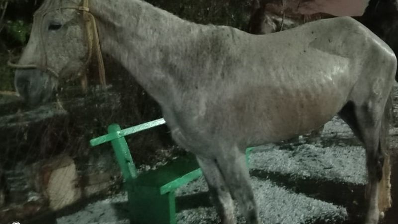 Boletín Policial — Últimos Operativos