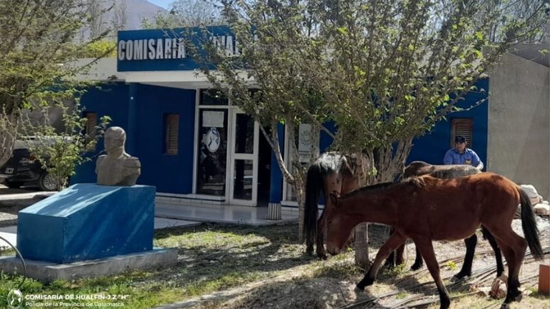 Secuestraron animales sueltos en la ruta