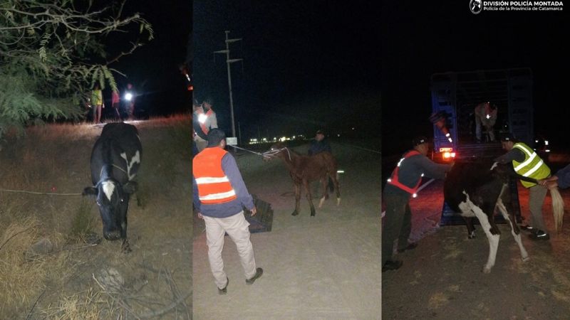 Secuestraron animales sueltos