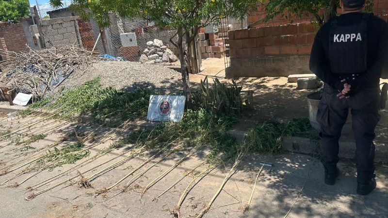 Secuestran más de 80 plantas de marihuana en el sur de la Capital